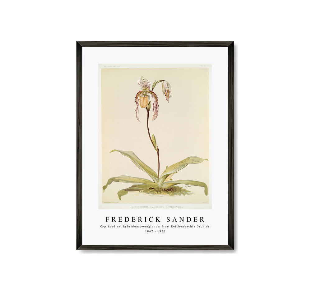 Frederick Sander - Cypripedium hybridum youngianum from Reichenbachia Orchids-1847-1920