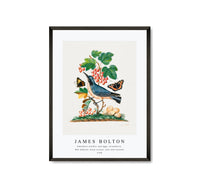 
              James Bolton - Subalpine warbler and eggs, strawberry, Red Admiral, wasp cocoon, ants and cocoons 1768
            