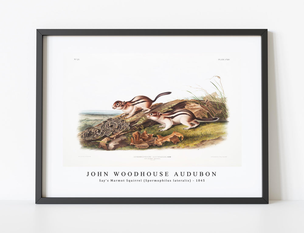 John Woodhouse Audubon - Say's Marmot Squirrel (Spermophilus lateralis) from the viviparous quadrupeds of North America (1845)
