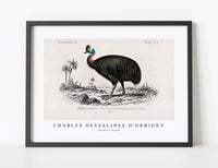 
              Charles Dessalines D'Orbigny - Casoar à casque
            