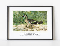 
              J L Ridgway - Blue–Winged Teal (Anas Discors, Linn) 1859-1947
            