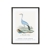 Robert Jacob Gordon - Anthropoides paradisea blue crane or Stanley crane (1777–1786)