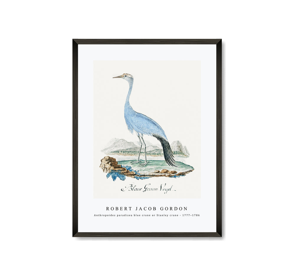 Robert Jacob Gordon - Anthropoides paradisea blue crane or Stanley crane (1777–1786)