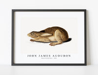 
              John James Audubon - Black-Tailed Hare (1841)
            