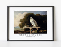 
              George Stubbs - Greenland Falcon 1780
            