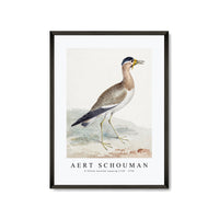 aert schouman - A Yellow-wattled Lapwing-1720-1792