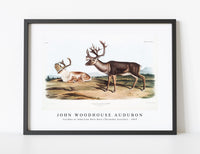 
              John Woodhouse Audubon - Caribou or American Rein Deer (Tarandus furcifer) from the viviparous quadrupeds of North America (1845)
            