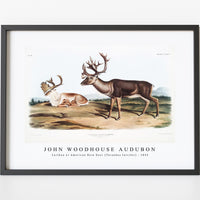 John Woodhouse Audubon - Caribou or American Rein Deer (Tarandus furcifer) from the viviparous quadrupeds of North America (1845)