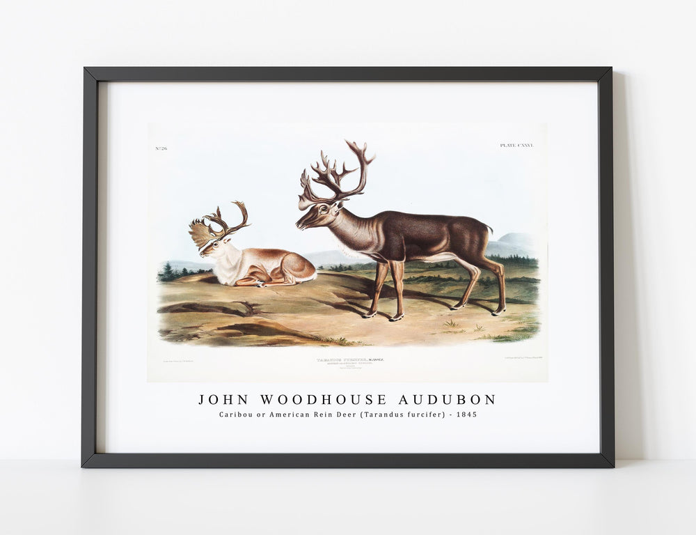 John Woodhouse Audubon - Caribou or American Rein Deer (Tarandus furcifer) from the viviparous quadrupeds of North America (1845)