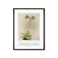 Frederick Sander - Cypripedium lawrenceanum hyeanum from Reichenbachia Orchids-1847-1920
