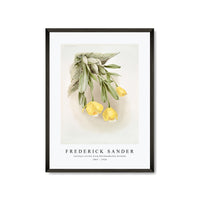 Frederick Sander - Cattleya citrina from Reichenbachia Orchids-1847-1920