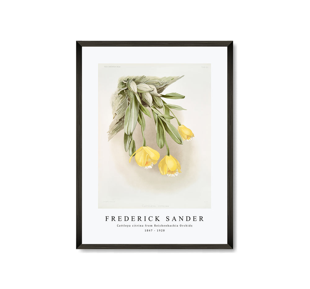 Frederick Sander - Cattleya citrina from Reichenbachia Orchids-1847-1920