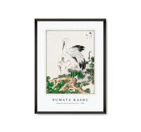 
              Numata Kashu - Japanese Stork and Pine Tree illustration from Pictorial Monograph of Birds (1885)
            