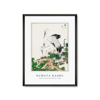 Numata Kashu - Japanese Stork and Pine Tree illustration from Pictorial Monograph of Birds (1885)