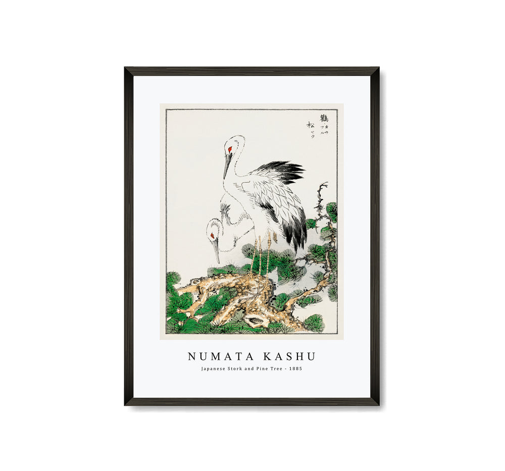 Numata Kashu - Japanese Stork and Pine Tree illustration from Pictorial Monograph of Birds (1885)