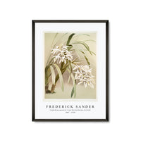 Frederick Sander - Cymbidium mastersi from Reichenbachia Orchids-1847-1920