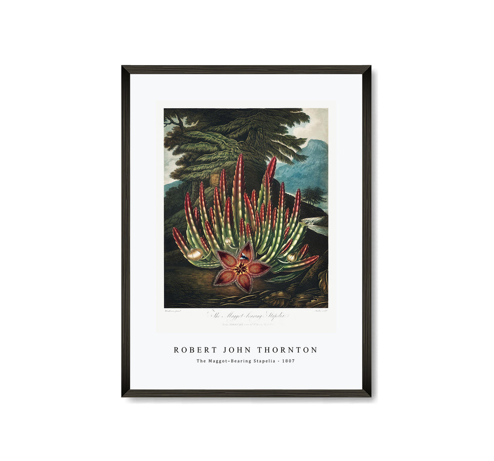Robert John Thornton - The Maggot–Bearing Stapelia from The Temple of Flora (1807)