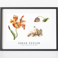 Johan Teyler - A Tulip, a Poppy and an Andromeda