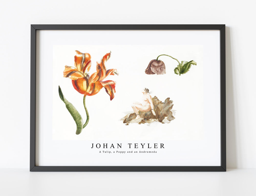 Johan Teyler - A Tulip, a Poppy and an Andromeda