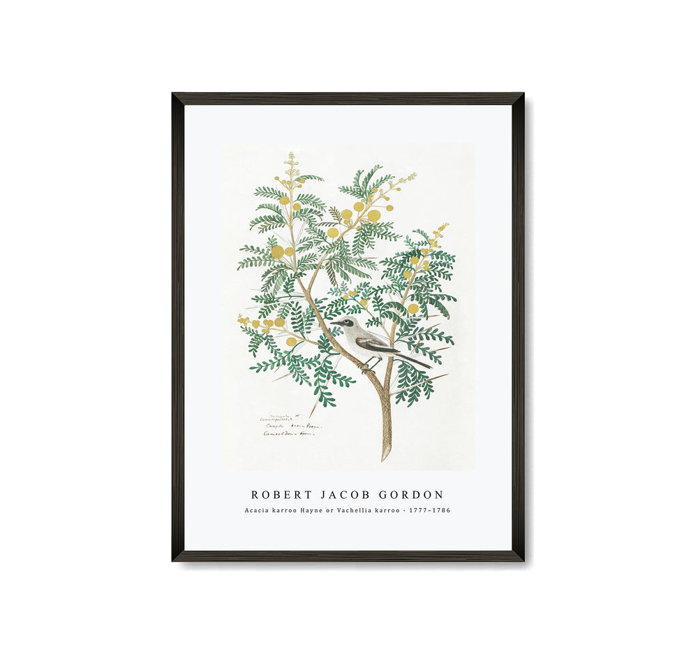 Robert Jacob Gordon - Acacia karroo Hayne or Vachellia karroo (1777–1786)