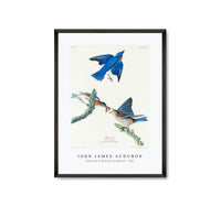 
              John James Audubon - Blue-bird from Birds of America (1827)
            