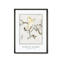 Numata Kashu - Canary and Peach illustration from Pictorial Monograph of Birds (1885)