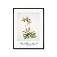 Frederick Sander - Cypripedium lo from Reichenbachia Orchids-1847-1920