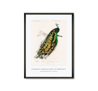 
              Charles Dessalines D'Orbigny - Indian peafowl (Pavo Cristatus)
            