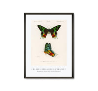 
              Charles Dessalines D'Orbigny - Madagascan Sunset Moth (Urania Riphaeus)
            