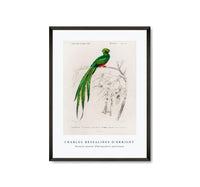 
              Charles Dessalines D'Orbigny - Pavonine quetzal (Pharomachrus pavoninus)
            