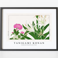 Tanigami Konan - Cambpetum Ghandiflorum flower