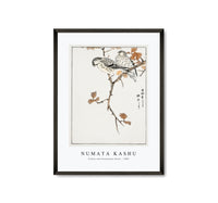 
              Numata Kashu - Siskin and Euonymus Alata illustration from Pictorial Monograph of Birds (1885)
            
