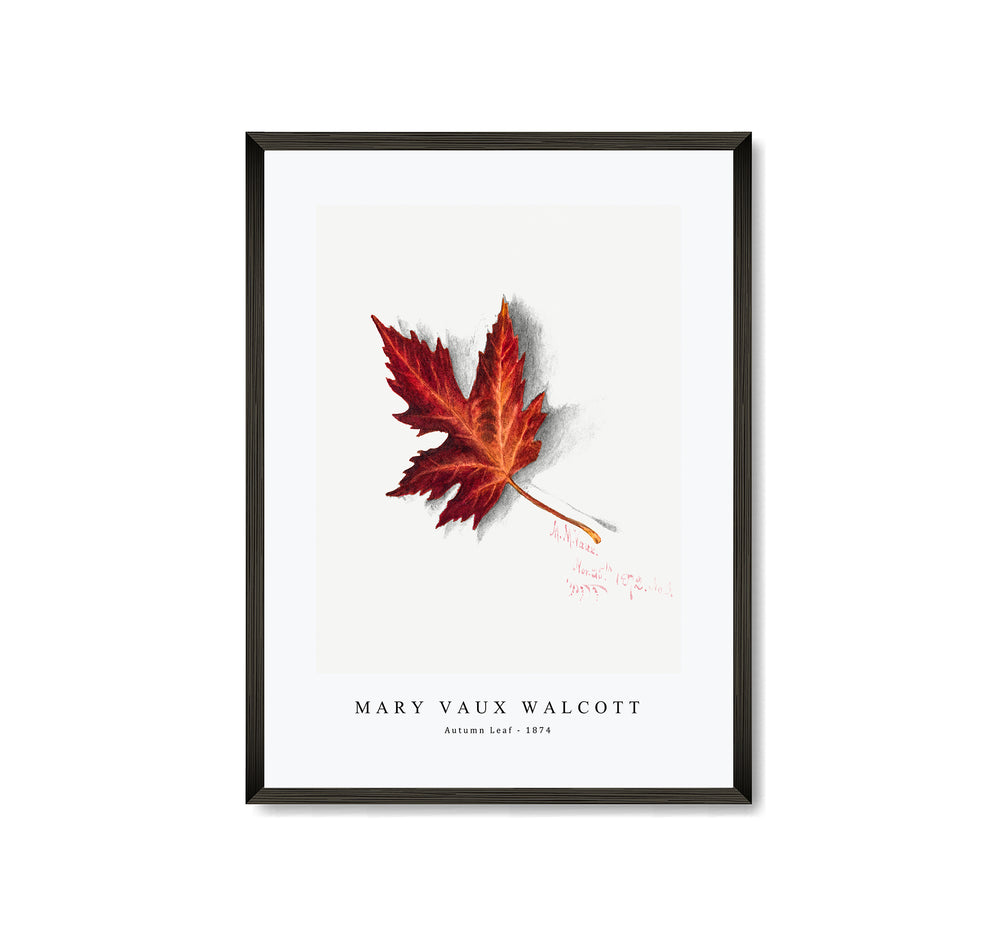 Mary Vaux Walcott - Autumn Leaf (1874)