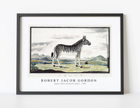 
              Robert Jacob Gordon - Equus zebra mountain zebra (1786)
            