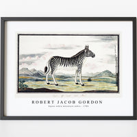 Robert Jacob Gordon - Equus zebra mountain zebra (1786)