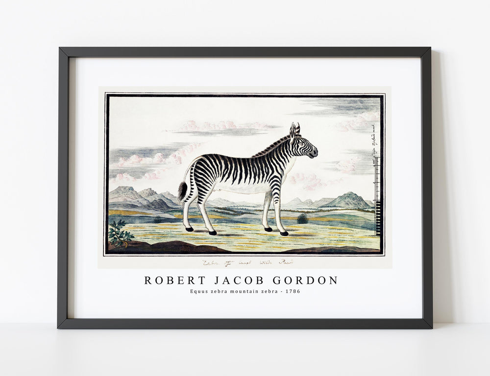 Robert Jacob Gordon - Equus zebra mountain zebra (1786)