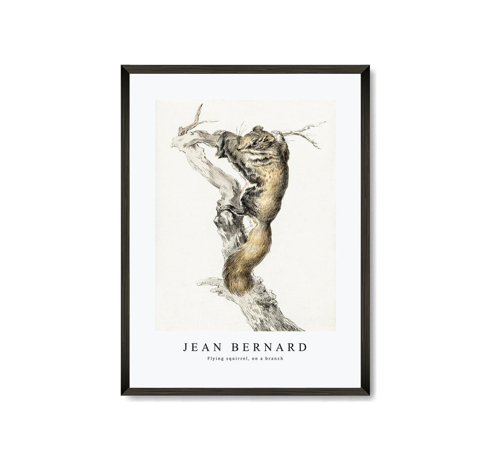 Jean Bernard - Flying squirrel, on a branch