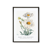 
              Mary Vaux Walcott - Matilija Poppy (Romneya coulteri) (1931)
            