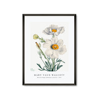 Mary Vaux Walcott - Matilija Poppy (Romneya coulteri) (1931)