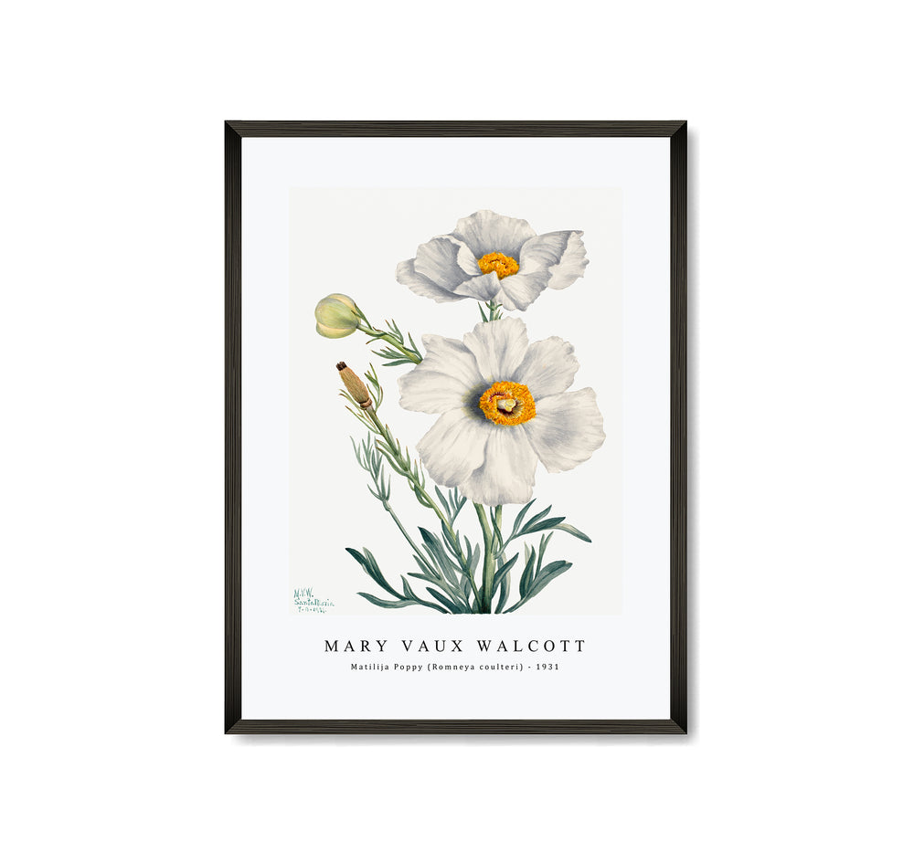 Mary Vaux Walcott - Matilija Poppy (Romneya coulteri) (1931)