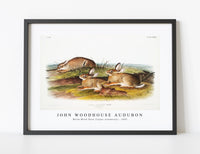 
              John Woodhouse Audubon - Warm Wood Hare (Lepus artemesia) from the viviparous quadrupeds of North America (1845)
            