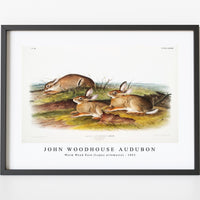 John Woodhouse Audubon - Warm Wood Hare (Lepus artemesia) from the viviparous quadrupeds of North America (1845)