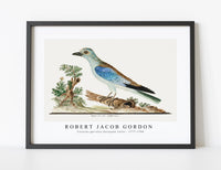 
              Robert Jacob Gordon - Coracius garrulus European roller (1777–1786)
            