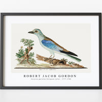 Robert Jacob Gordon - Coracius garrulus European roller (1777–1786)