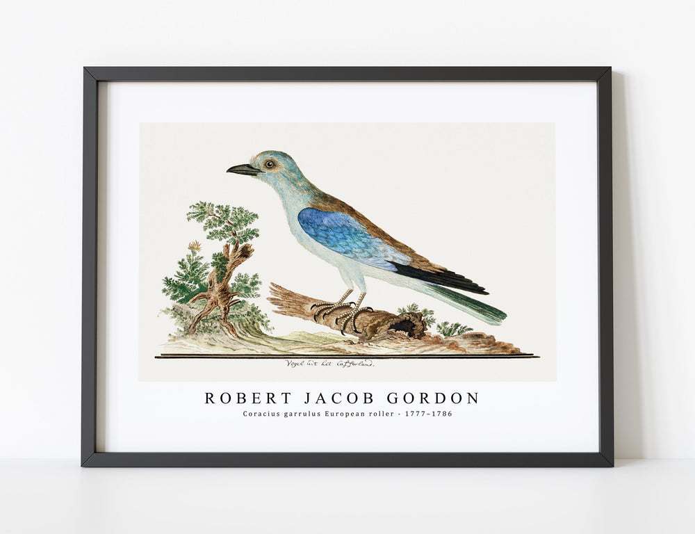 Robert Jacob Gordon - Coracius garrulus European roller (1777–1786)