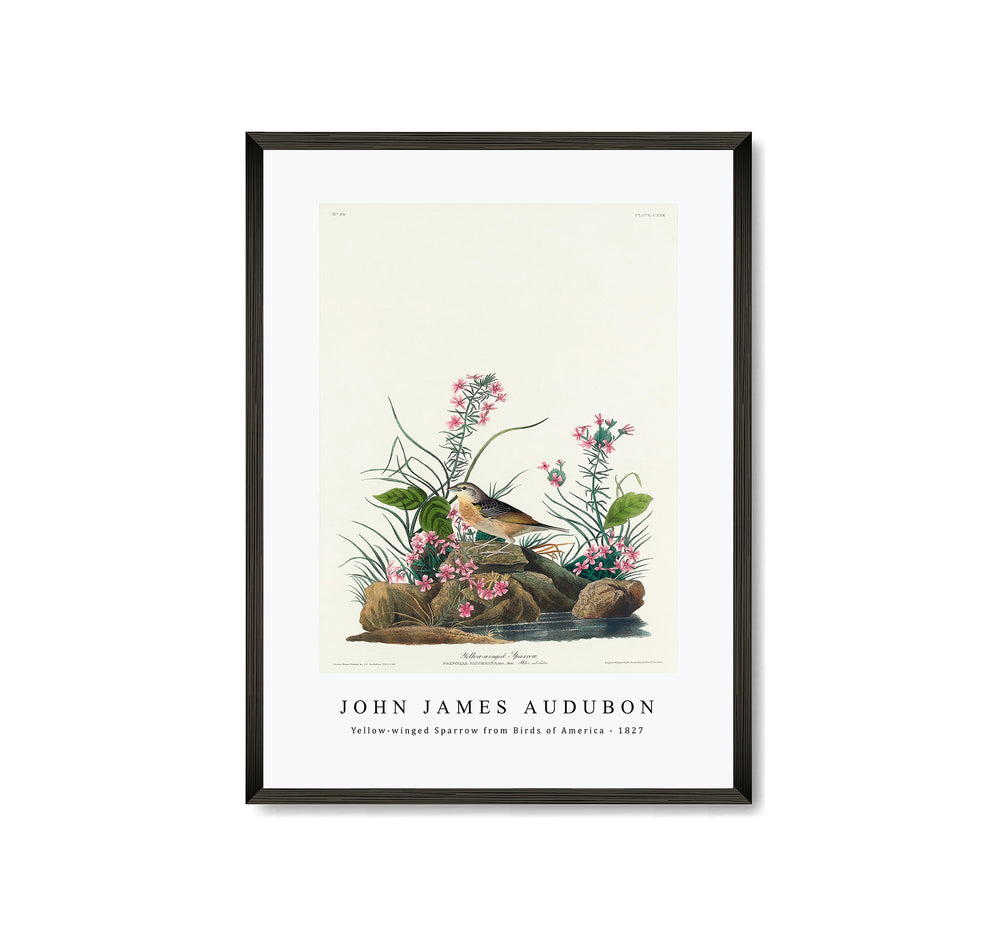 John James Audubon - Yellow-winged Sparrow from Birds of America (1827)