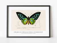 
              Charles Dessalines D'Orbigny - Green birdwing (Ornithoptera priamus)
            