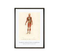 
              Charles Dessalines D'Orbigny - Myology and disposition of the viscera
            