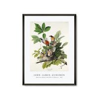 John James Audubon - American Robin from Birds of America (1827)