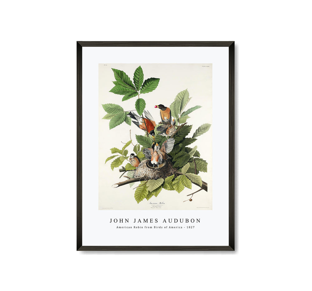 John James Audubon - American Robin from Birds of America (1827)